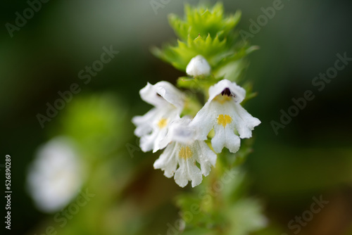 キュウシュウコゴメグサ