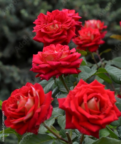 the family of red roses