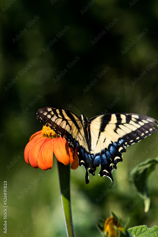 Fototapeta premium Butterfly