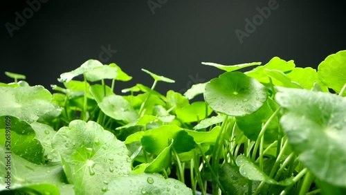 Closeup dolly Gotu kola (Centella asiatica) leaves fresh green leaves on top Gotu kola on black background. Shot for laowa 24mm probe len. 4K video photo