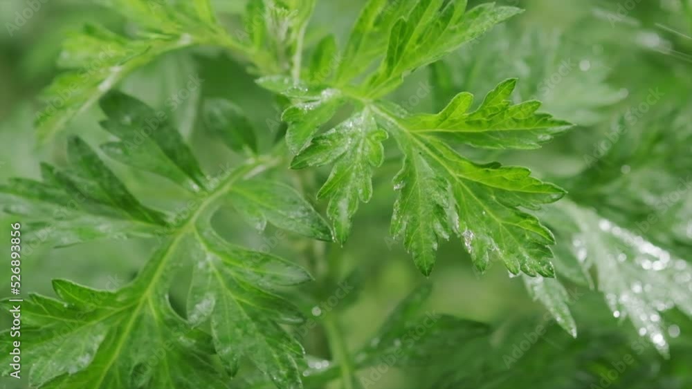 Wormwood tree (mugwort) in the garden in the rain. Water drops on leaves. Wormwood tree (mugwort) in the garden in the rain. Water drops on leaves.
