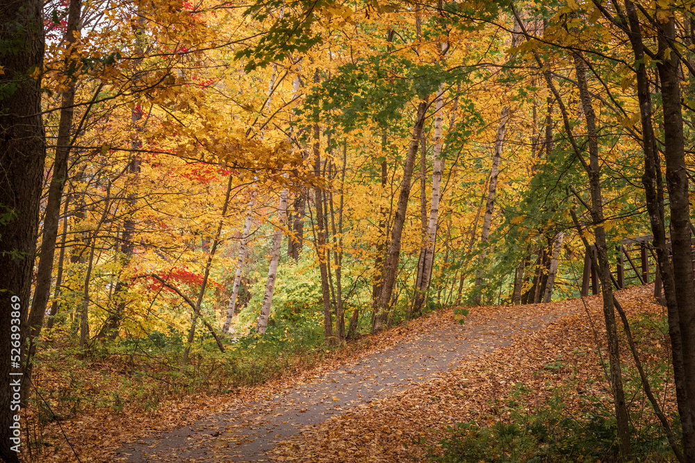 Path and bridge through a grove of birch trees in Fall Path and bridge through a grove of birch trees in Fall
