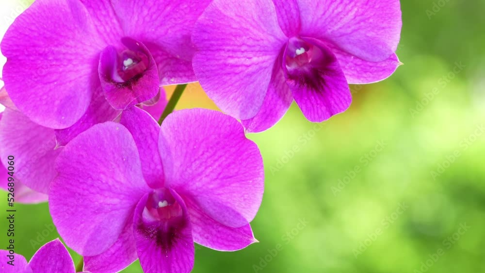 Pink orchid on green nature background, Blooming orchids on a green background. Pink orchid on green nature background, Blooming orchids on a green background.