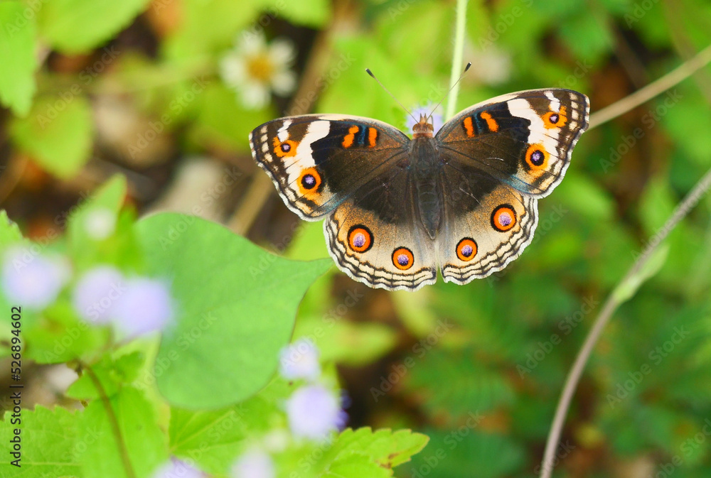 Obraz premium Female Blue Pansy Butterfly seeking nectar on Spanish Needle blossom in the field with natural green background, The pattern resembles orange eyes on the black and blue and purple and yellow wing