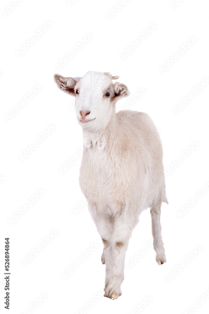 Fototapeta premium Beautiful white goat isolated on white background