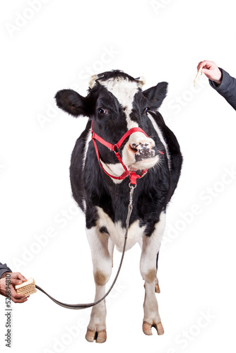 Black and white cow on white background