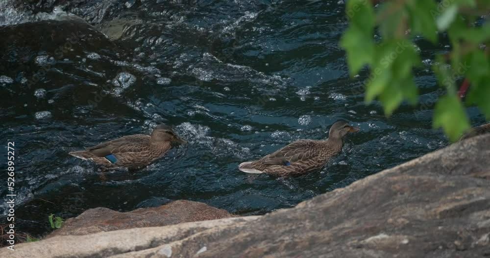Multiple blue feathered ducks drink and swim in running water and swim upstream at a high angle. Multiple blue feathered ducks drink and swim in running water and swim upstream at a high angle.