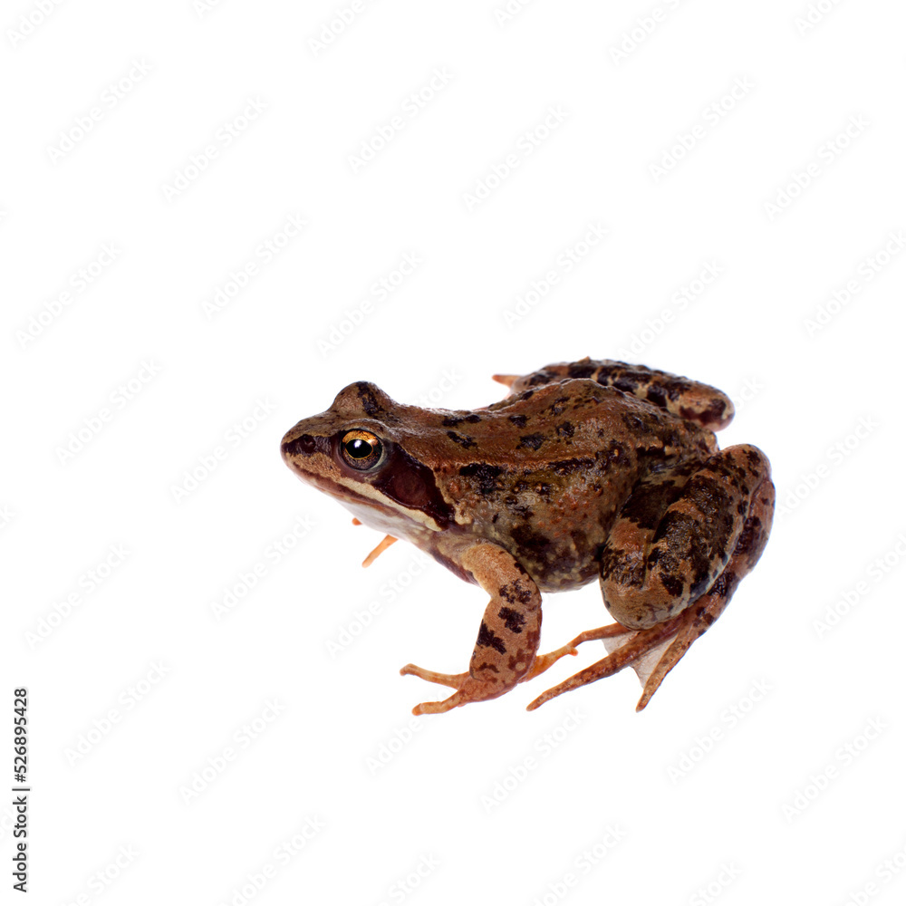 Common brown frog sitting on white background Common brown frog sitting on white background