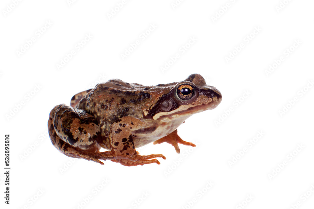Common brown frog sitting on white background Common brown frog sitting on white background