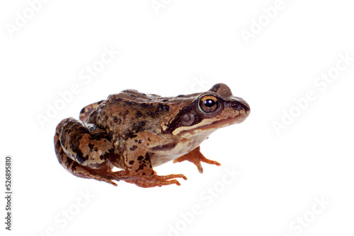 Common brown frog sitting on white background