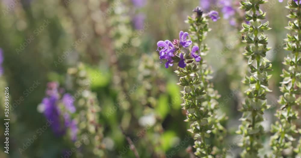 Honey bees collect nectar and pollinate flowers Honey bees collect nectar and pollinate flowers