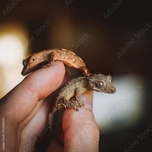 New Caledonian crested gecko babies on hands