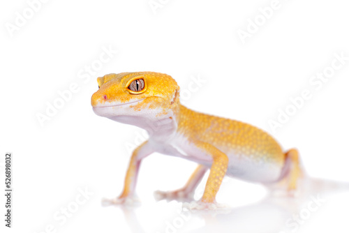 Cute Leopard Gecko on a white background