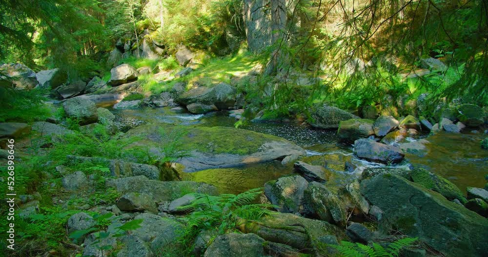 Mountain river in wild nature landscape. Green lush woodland in the morning. Mesmerizing flow of cold fresh water. Sun ray illuminate grass. Stream flowing in forest. Leisure activity. Creek, greenery Mountain river in wild nature landscape. Green lush woodland in the morning. Mesmerizing flow of cold fresh water. Sun ray illuminate grass. Stream flowing in forest. Leisure activity. Creek, greenery