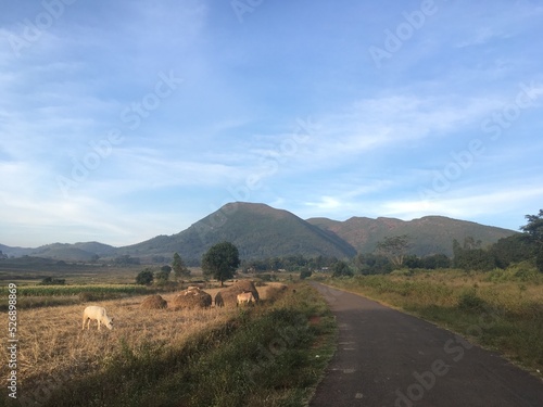 road to the mountains