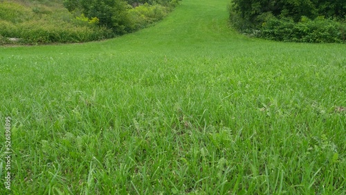 green grass field