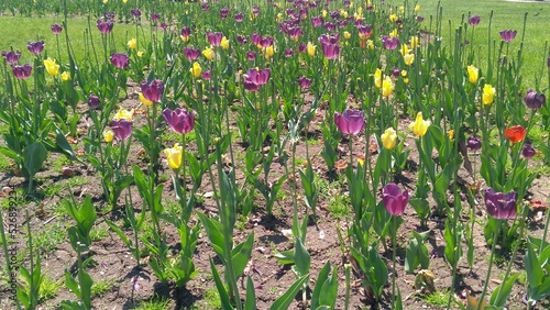 field of tulips