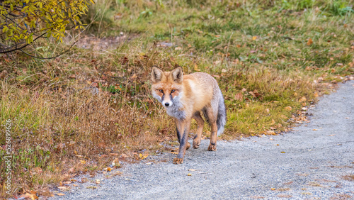 The red fox Vulpes vulpes walks along a path in the forest.