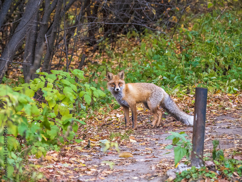 The red fox Vulpes vulpes walks along a path in the forest.