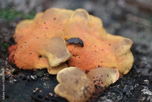 Ichotake (Paxillus panuoides) grows on rotten stumps. With a Click beetle on the top. photo