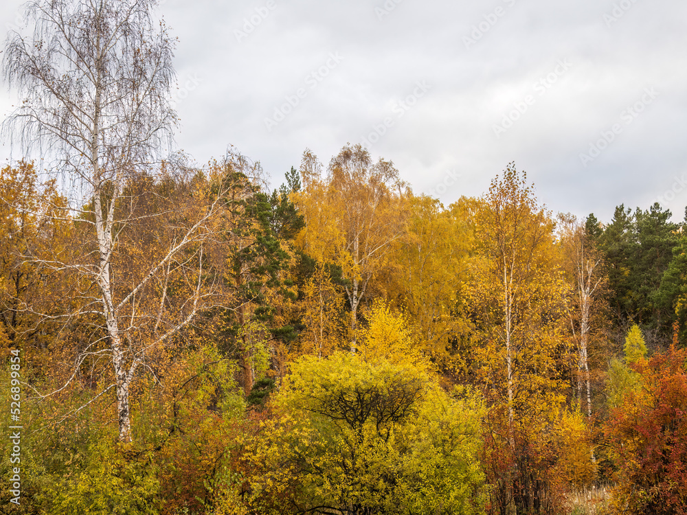 Birch branches with yellow leaves in autumn, in the light of sunset. Birch branches with yellow leaves in autumn, in the light of sunset.