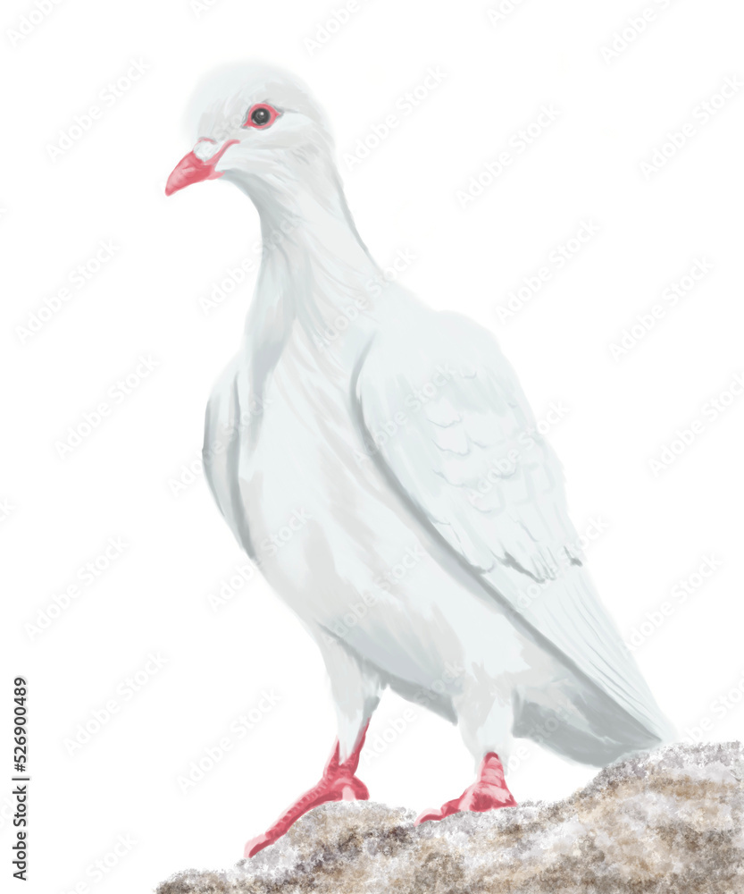Naklejka premium white dove isolated