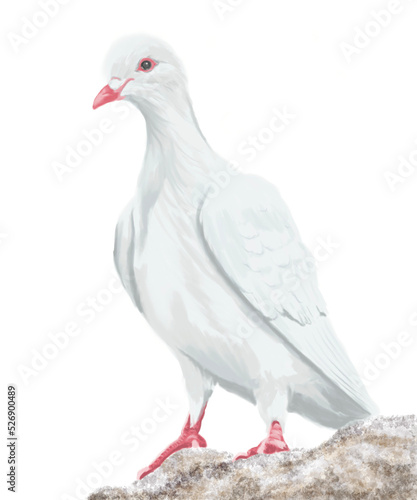 white dove isolated  © ammij