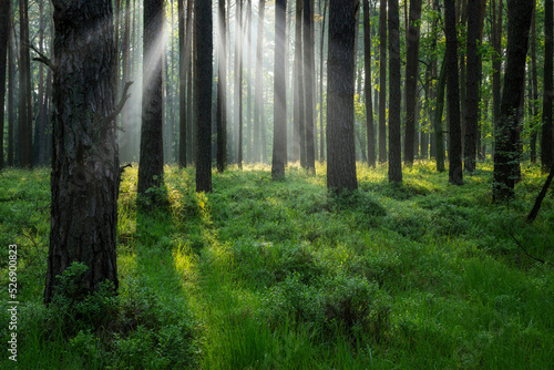 Beautiful sunny morning in green forest