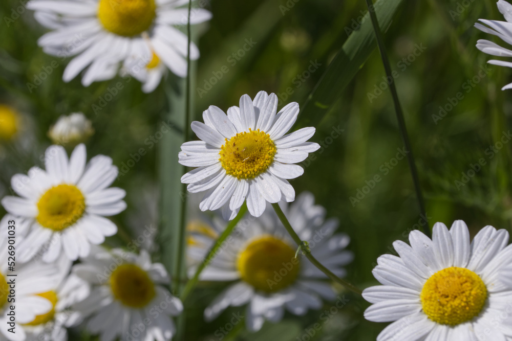 Fototapeta premium Wild daisies in the Summer