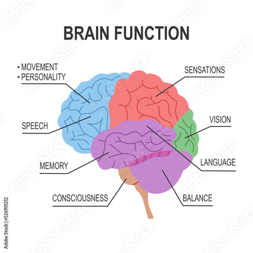 Fotografia Brain function diagram infographic in flat design on white background