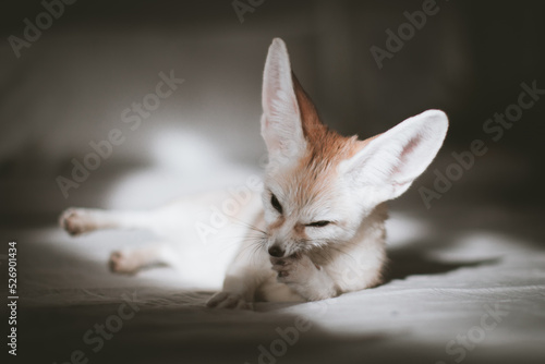 Pretty Fennec fox cub on brown backgorund