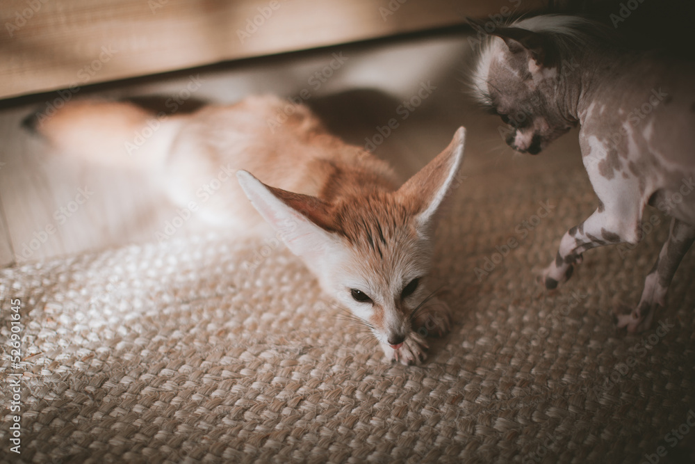 Peruvian hairless and chihuahua mix dog licks a fennec fox Stock Photo