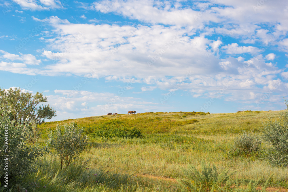 green steppe with clouds and blue sky in Kazakhstan