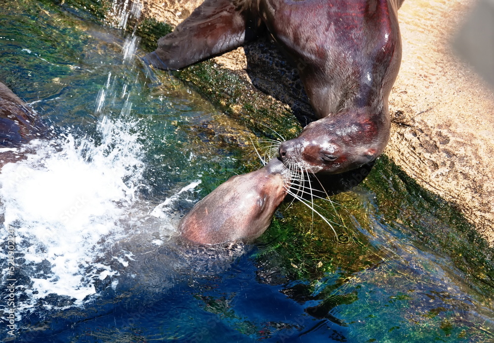 Obraz premium Two seals playing in the pool of the zoo