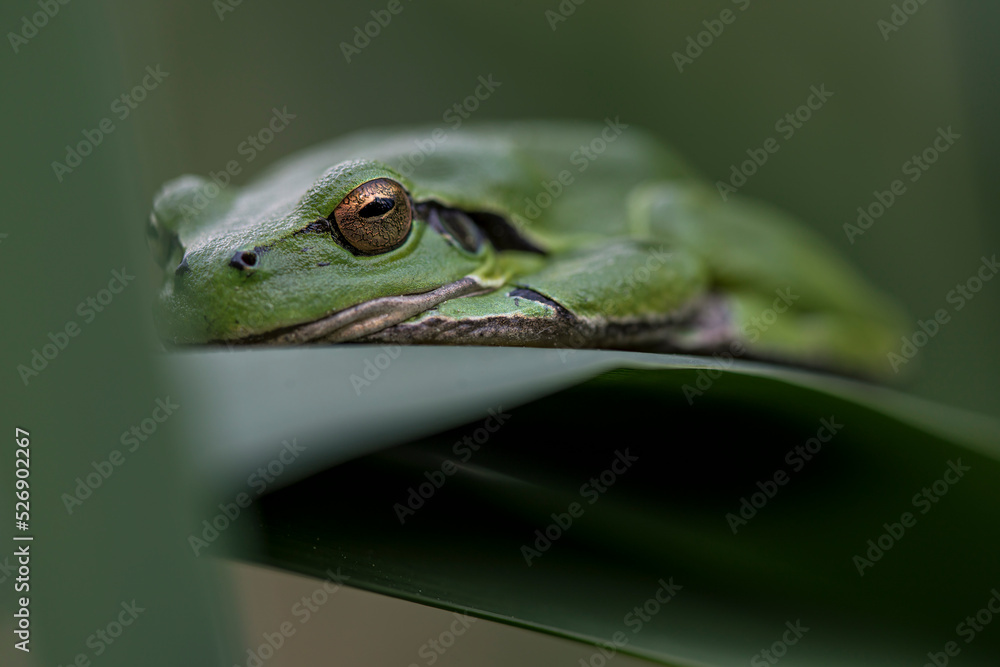 Male of European tree frog (hyla arborea) sitting on a cattail leaf waiting for females during breeding season. Wildlife unicolor macro take