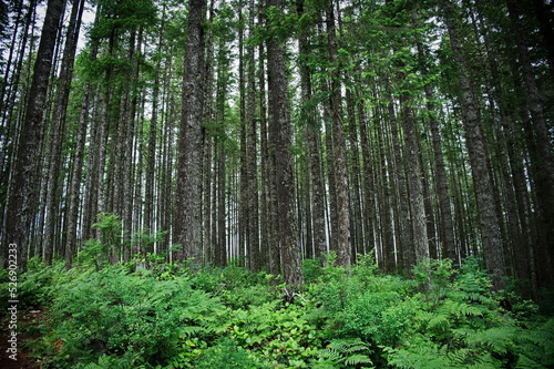 Beautiful forest with tall trees