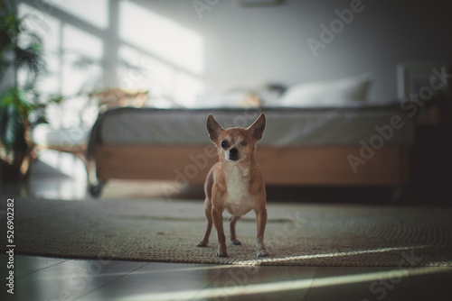 Eyeless Chihuahua dog, 12 years old on grass © Farinoza