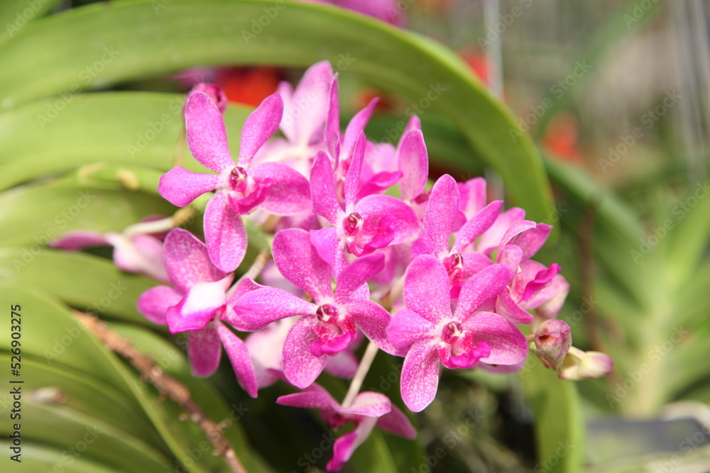 A stem of purple colored orchids in a green outdoor park