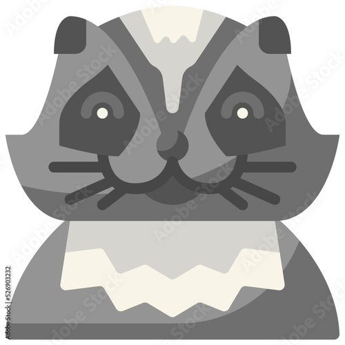 racoon