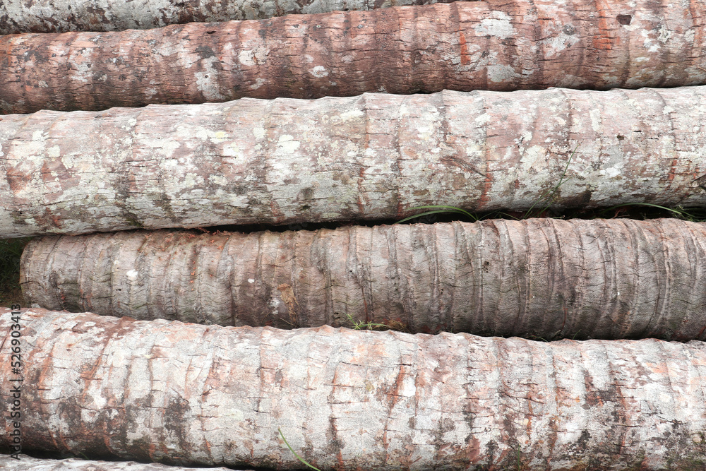 The texture of the bark of a coconut tree that is old and cut down The texture of the bark of a coconut tree that is old and cut down