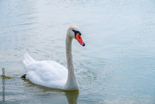 Graceful white Swan swimming in the lake  swans in the wild. Portrait of a white swan swimming on a lake.