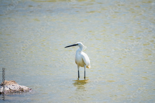 The small white heron or Little egret stands in the lake