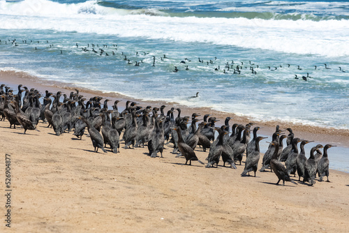 Namibia, thousands of cormorants on the shore, Skeleton coast, with the desert in background 