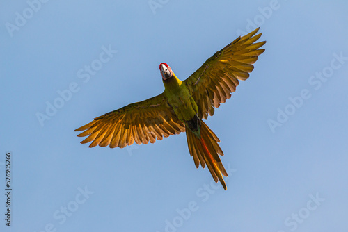 Great green macaw (Ara ambiguus), also known as Buffon's macaw or the great military macaw, at Costa Rica's carribean Coast playing in trees © Miguel