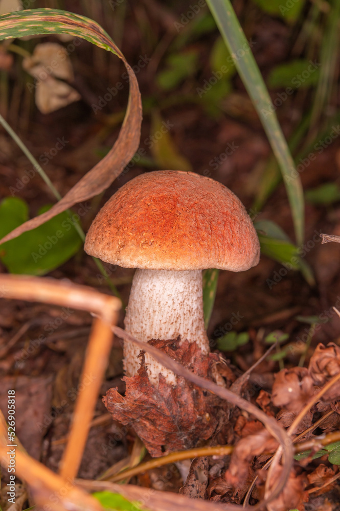 Young slender red mushroom, boletus. Mushroom in dense tall grass Young slender red mushroom, boletus. Mushroom in dense tall grass