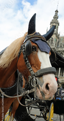 Canvas Print horse with blinders to lead the carriage to transport tourists to the city