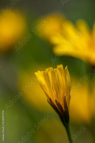 Aposeris foetida flower in meadow  close up 