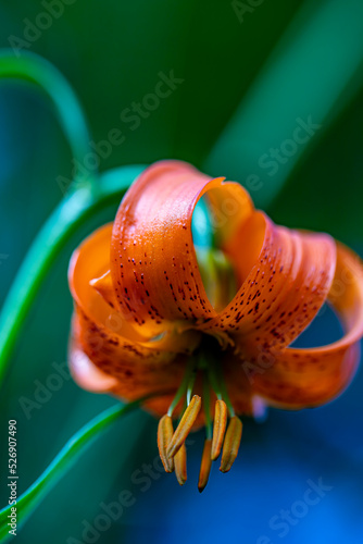 Lilium carniolicum flower growing in meadow, macro	 photo