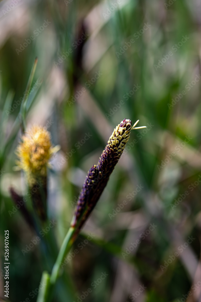 Carex caryophyllea flower growing in meadow, close up