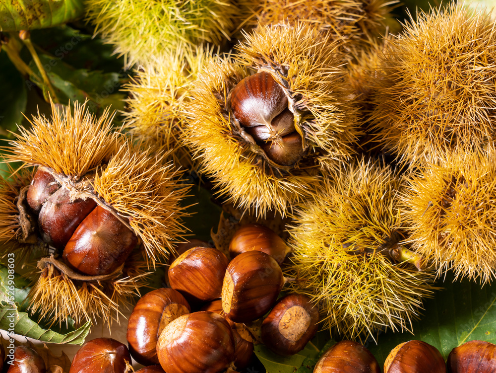 Autumn composition of chestnuts, hedgehogs and chestnut leaves. Fall season. Warm colors. Food background Autumn composition of chestnuts, hedgehogs and chestnut leaves. Fall season. Warm colors. Food background
